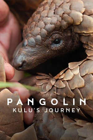 Pangolin: Kulu's Journey 2025 WebRip [Hindi + English] 480p, 720p ESub