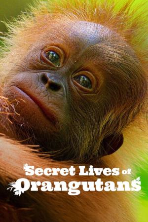 Secret Lives of Orangutans 2024 WebRip [Hindi + English] 480p, 720p ESub